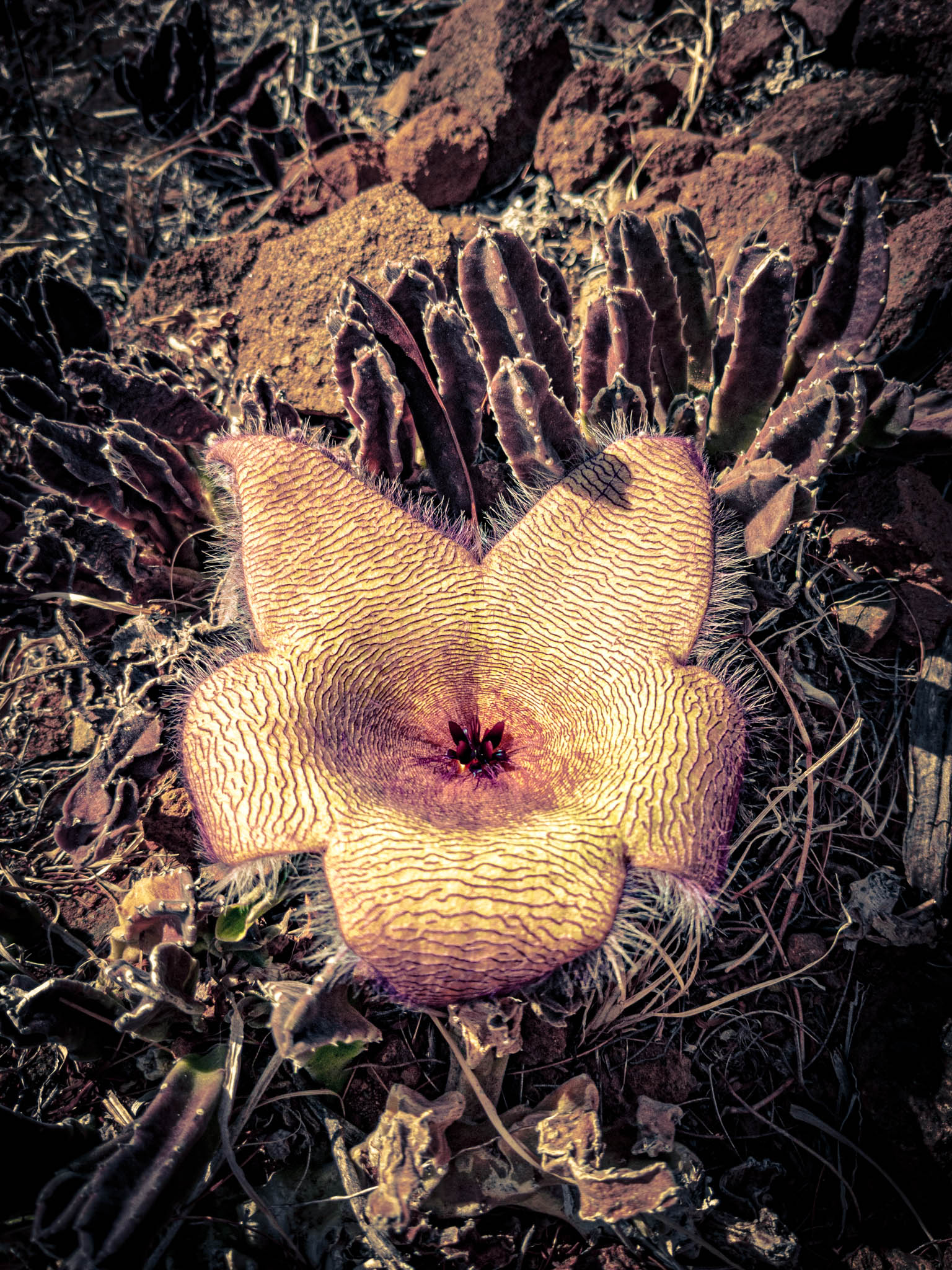 Stapelia gigantea ("carrion plant"), Koko Crater Arch Trail, Oahu Island (photo 17 August 2021).
