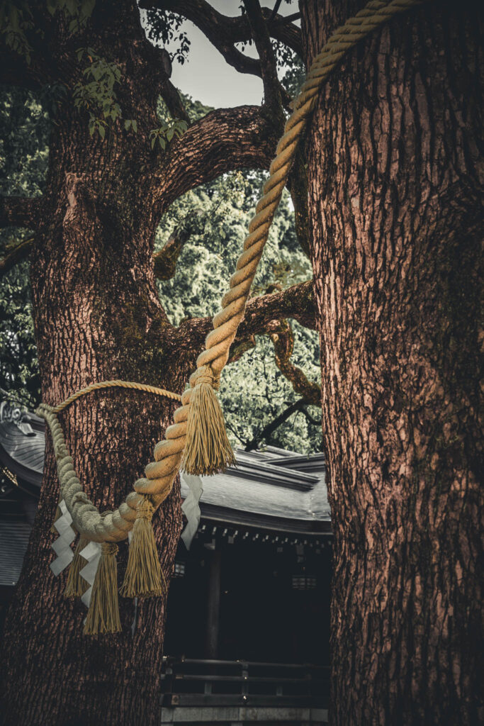 Meiji Jingu, Tokyo (April 25, 2025): Meoto Kusu (Couple Camphor Trees)