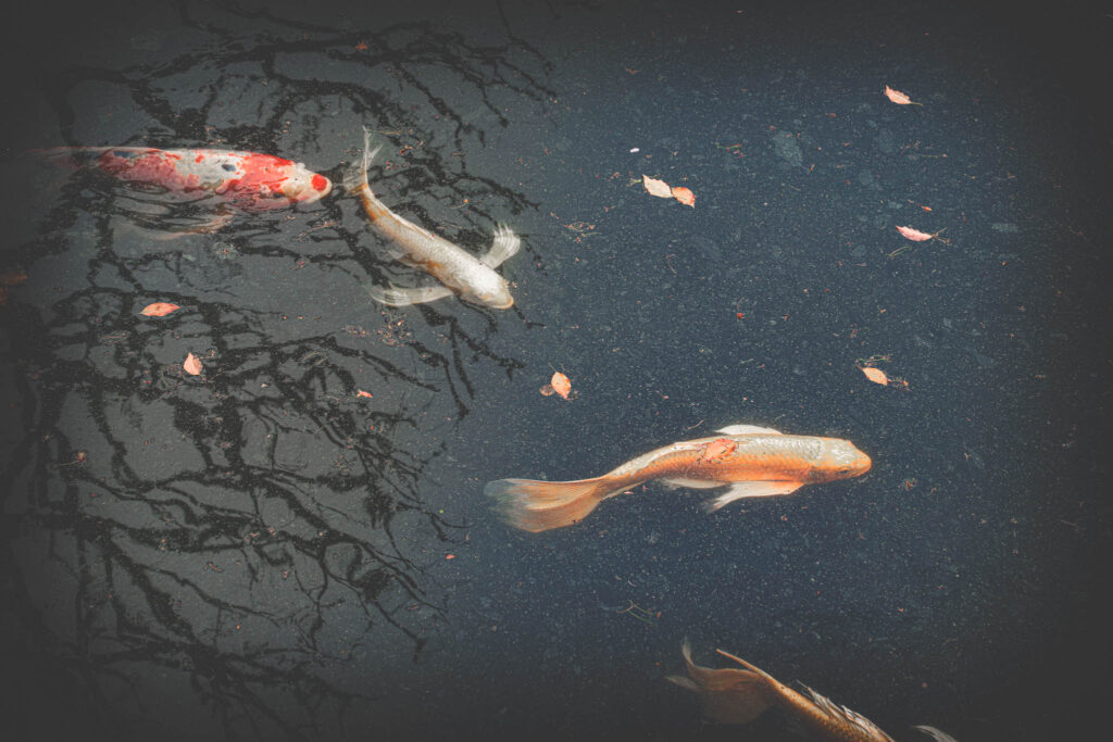 Kokyo Higashi Gyoen, Tokyo (2025) hirenaga nishikigoi in Ninomaru Pond