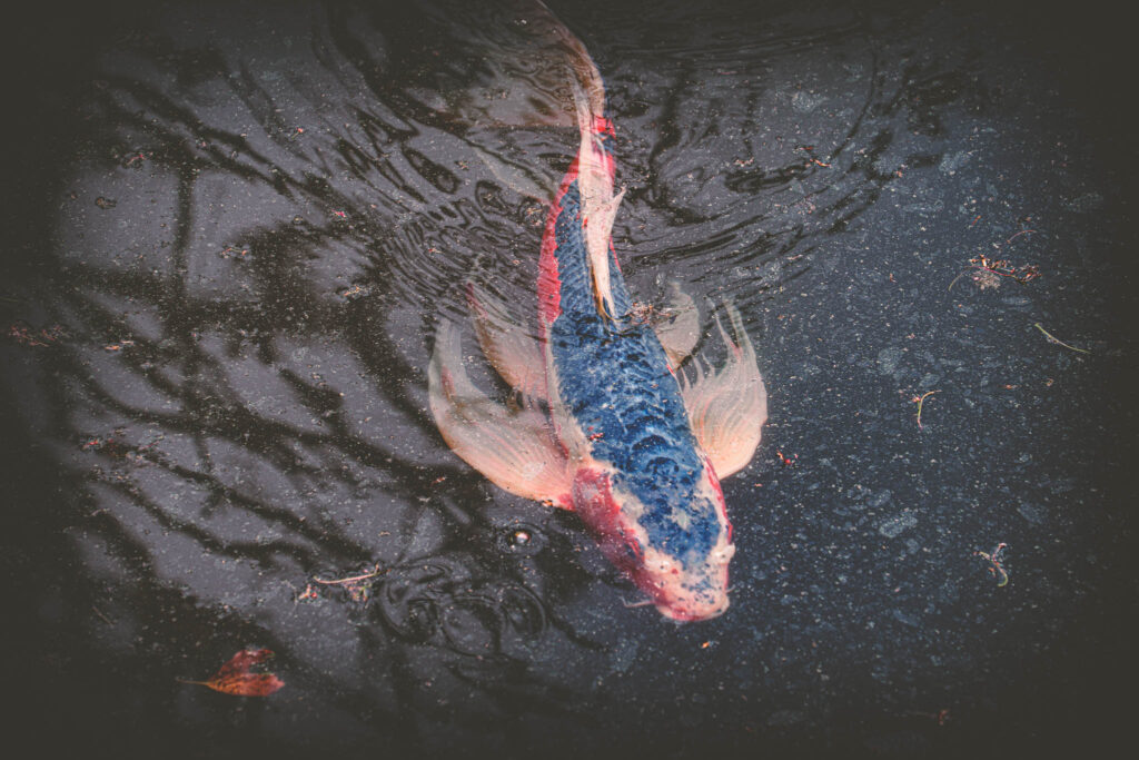 Kokyo Higashi Gyoen, Tokyo (2025) hirenaga nishikigoi in Ninomaru Pond