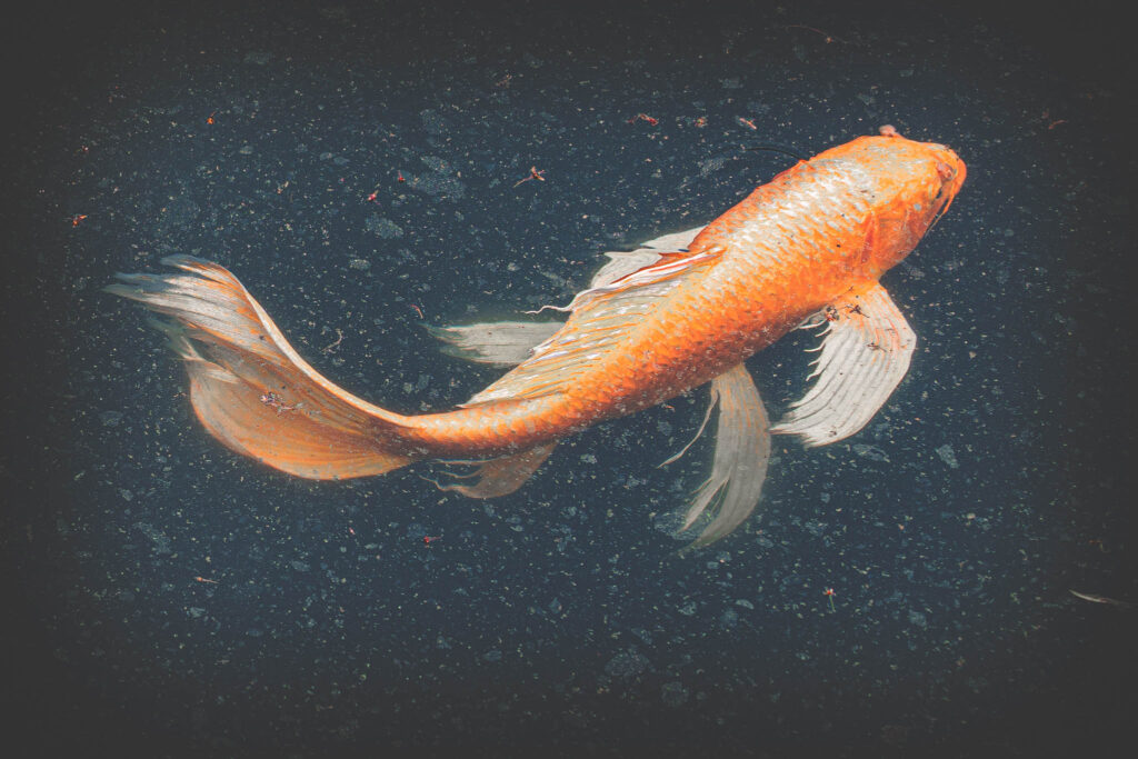 Kokyo Higashi Gyoen, Tokyo (2025) hirenaga nishikigoi in Ninomaru Pond