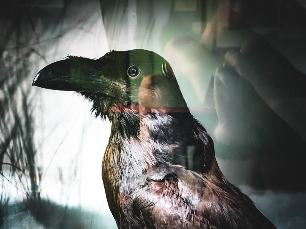 Rare Book Department, Parkway Central Library, Free Library of Philadelphia (photo July 26, 2019): Grip (c.1839-1841), pet raven of Charles John Huffam Dickens (1812-1870)