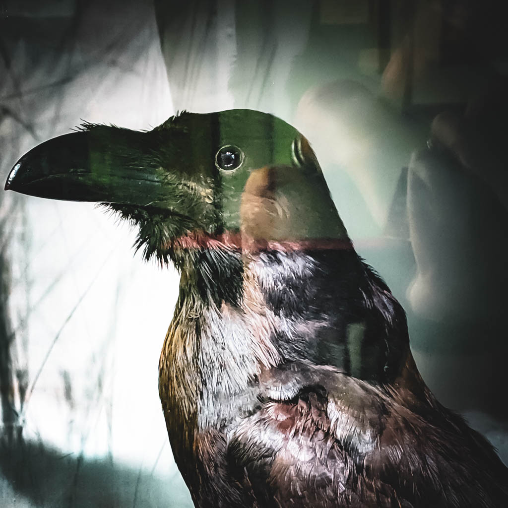 The Raven (Philadelphia, 2019)