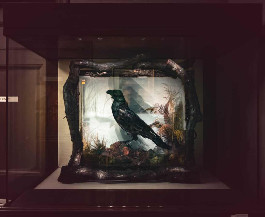 Rare Book Department, Parkway Central Library, Free Library of Philadelphia (photo July 26, 2019): Grip (c.1839-1841), pet raven of Charles John Huffam Dickens (1812-1870)