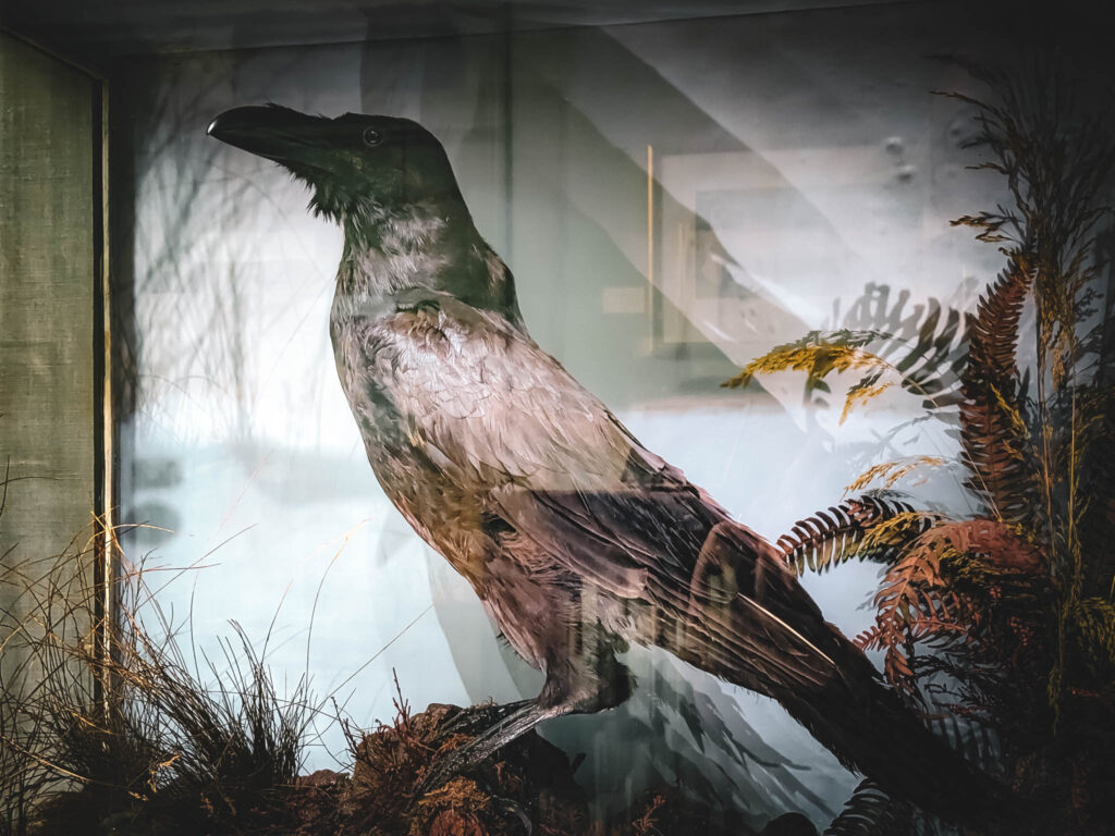 Rare Book Department, Parkway Central Library, Free Library of Philadelphia (photo July 26, 2019): Grip (c.1839-1841), pet raven of Charles John Huffam Dickens (1812-1870)