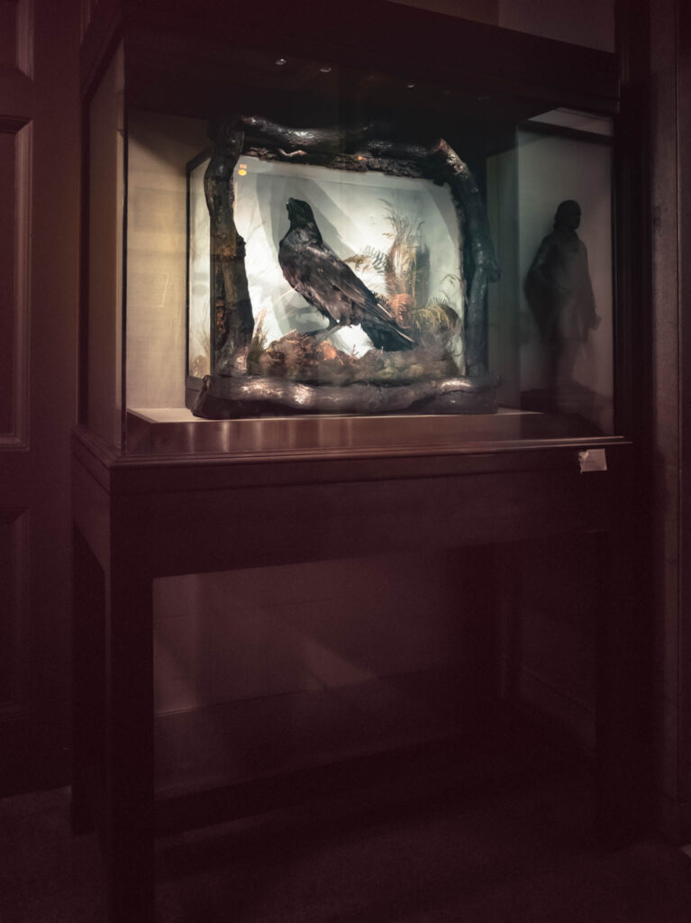 Rare Book Department, Parkway Central Library, Free Library of Philadelphia (photo July 26, 2019): Grip (c.1839-1841), pet raven of Charles John Huffam Dickens (1812-1870)