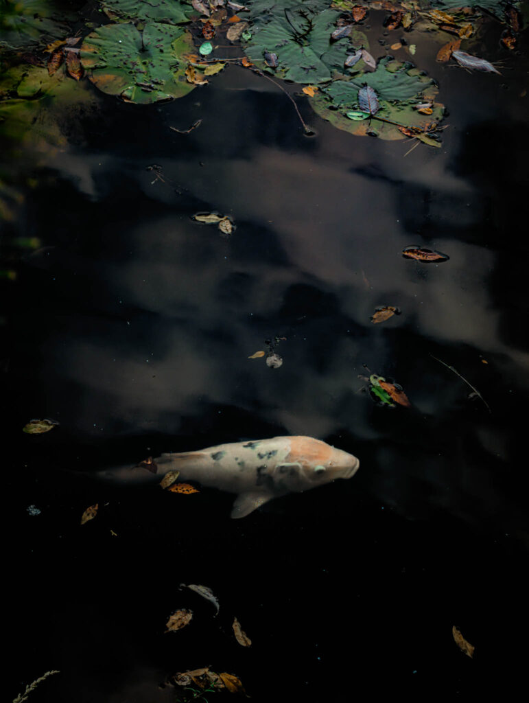 Ryōan-ji "Peaceful Dragon Temple", Kyoto (photo November 10, 2025): Kyoyochi ("Mirror-Shaped Pond").